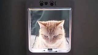 Cats learning to use Pet Porte [upl. by Boy]