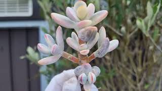 Cotyledon Orbiculata Oophylla variegated [upl. by Oleg]