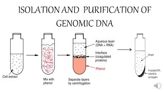 ISOLATION AND PURIFICATION OF GENOMIC DNA [upl. by Hilario]