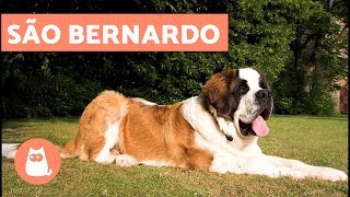 São Bernardo  Cachorro GIGANTE [upl. by Eilahtan]