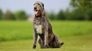 Lobero irlandés o Irish Wolfhound  Hogarmanía [upl. by Stearns]