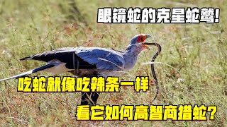 眼鏡蛇的克星蛇鷲！吃蛇就像吃辣條一樣，看它如何高智商獵蛇？ [upl. by Aicilyhp692]