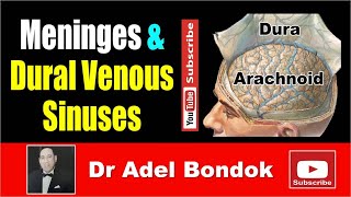 Meninges and Dural Venous Sinuses Dr Adel Bondok [upl. by Engud91]