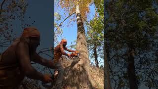 Best logging action scenes of the week  Week cuts logging action [upl. by Aurelius]