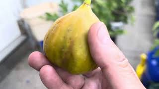 Tasting The Yellow Long Neck Fig [upl. by Aicire]