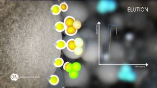 Principles of Hydrophobic interaction chromatography [upl. by Ellehsad]