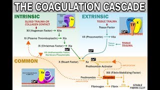 HEMOSTASISCOAGULATION CASCADE  IntrinsicExtrinsicCommon Pathways Amplification and Propagation [upl. by Ecinereb279]