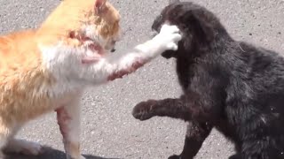 Peleas de gatos ¿por qué se producen y cómo actuar [upl. by Ardnuhsed]