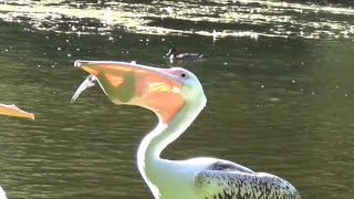 Pelican vs Pigeon  St James Park [upl. by Lucilia]