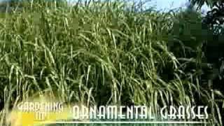 Ornamental Grasses [upl. by Lot]