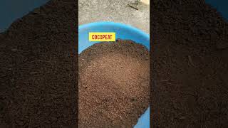 How to refresh old potting soil for plantrepotting rose plantshortsyoutube [upl. by Cheslie]