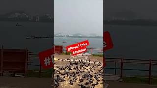 Powai lake mumbai travel shorts viral birdslover [upl. by Melisent]