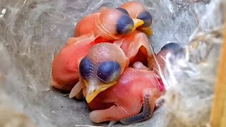 Babies of the Zitting cisticola bird are sleeping birdswithme107 [upl. by Gerhardine523]