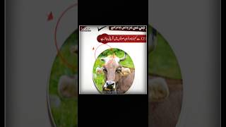 Janwar Ka Seeng Toota Ho To Qurbani Ka Hukum  Qurbani Ke Masail 2024 viral bayan shorts [upl. by Ithsav570]