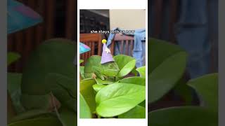 This chameleon needed help wholesome cute animals story shorts chameleon [upl. by Ocir]