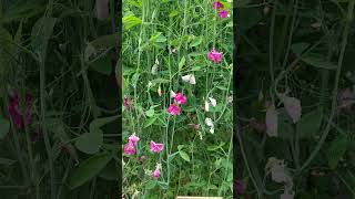 LATHYRUS ODORATUS quotRED ROVERquot marimarvlog3757 shourts [upl. by Ahsaetan]