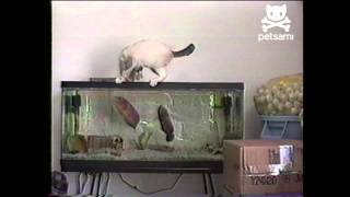 Curious cat gets attacked by fish [upl. by Eicnahc]