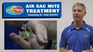 Air Sac Mite Treatment [upl. by Alden]