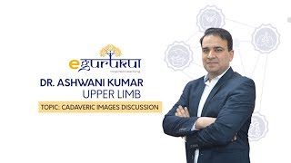 Upper Limb Cadaveric  Anatomy by Dr Ashwani Kumar  Dr Bhatia videos  DBMCI [upl. by Hagood]