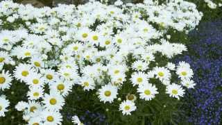 Proven Winners® Gardener Channel Proven Winners® Daisy May® Leucanthemum [upl. by Supple]