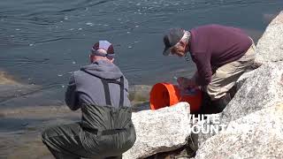 Stocking Brown Trout on the Saco River [upl. by Retsevlys]