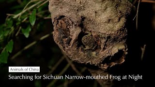 Searching for Sichuan Narrowmouthed Frog [upl. by Ocramed]