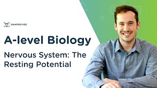 Nervous System The Resting Potential  Alevel Biology  OCR AQA Edexcel [upl. by Hannahsohs171]