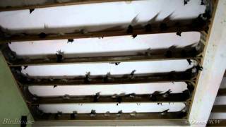 Segamat Bird  Swiftlet house video  wwwbirdnestonlinecom [upl. by Grissel]