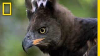 Escaping an Eagle Attack  National Geographic [upl. by Kariotta]