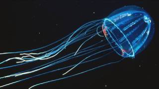 Amazing Jellies  KQED QUEST [upl. by Schrader]