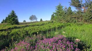 Video Wellnesshotel in Winterberg  Sauerland Wellness in NRW [upl. by Avie]