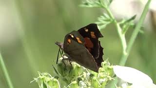 Nettle Tree Butterfly with open wings in an ancient meadow near Rivert Catalonia 23 June 2024 [upl. by Suoiradal]