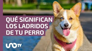 Qué significan los ladridos de tu perro aquí te lo decimos [upl. by Browning]