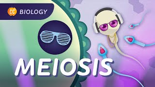 Meiosis Why Are All Humans Unique Crash Course Biology 30 [upl. by Matty]