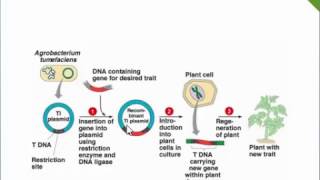 Agrobacterium Mediated Gene Transfer Ti PlasmidTDNA [upl. by Inger147]