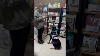 Doberman veterinerde korktu 😱😂 dog doberman [upl. by Vowel]