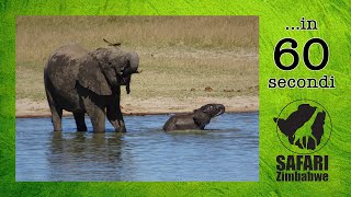 Elephant  Cucciolo di elefante gioca nellacqua in 60 secondi [upl. by Valenka]