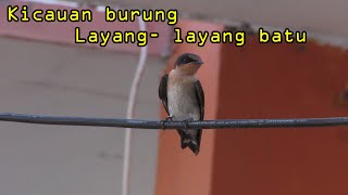 Kicauan burung layanglayang batu di alam [upl. by Blondie]