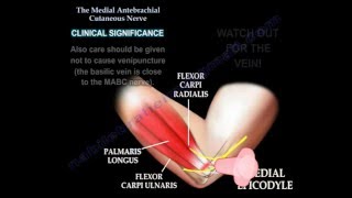 Medial antebrachial cutaneous nerve Dr Ebraheim [upl. by Bevan]