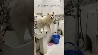 My dog grooming at home chikusdodo grooming doglover pets petparent bathing dogowner shorts [upl. by Seitz]