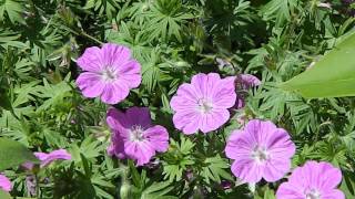 Geranium New Hampshire Purple [upl. by Ruamaj618]