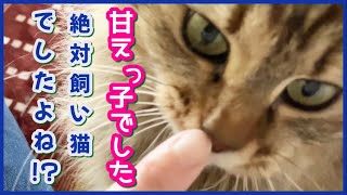 あげもち、あずき、もなか、むぎちょこ、ほほえみ皆んな元気です。ポツリポツリ呟き動画です。保護猫 猫のいる暮らし 猫癒し 猫 [upl. by Jepson]