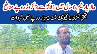 Melia dubia tree farming  malabar Neem farming malabarneem meliadubiatree pakbusiness [upl. by Rehpotsyrhc]