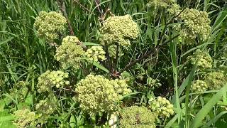 Grote engelwortel  Angelica archangelica [upl. by Brandwein]