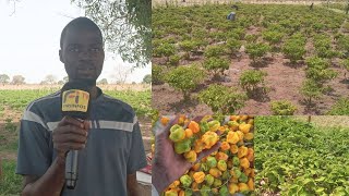 Maraichage au Sénégal  Reportage de Firiinfos à Sam Diébel dans la commune de Fass Thiéck [upl. by Kano697]