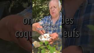 Astuce contre la maladie des tomates tomate nature maladie plante conseil astuce culnoir [upl. by Llessur467]