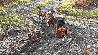 Skyviews Beagles Rabbit Hunting [upl. by Ned]