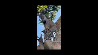 MARKHOR plays with his children in the mountains [upl. by Arenahs]