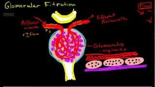 Glomerular Filtration [upl. by Martyn92]