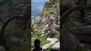 Big Mountain Ibex  shorts ibex goat animal mountains viralvideo viral [upl. by Ydwor]